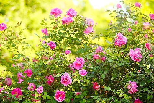 Nelson Azalea & All Acid Loving Plant Food Huge Blooms Jasmines Roses Camellias Gardenias NutriStar (15 lb.)