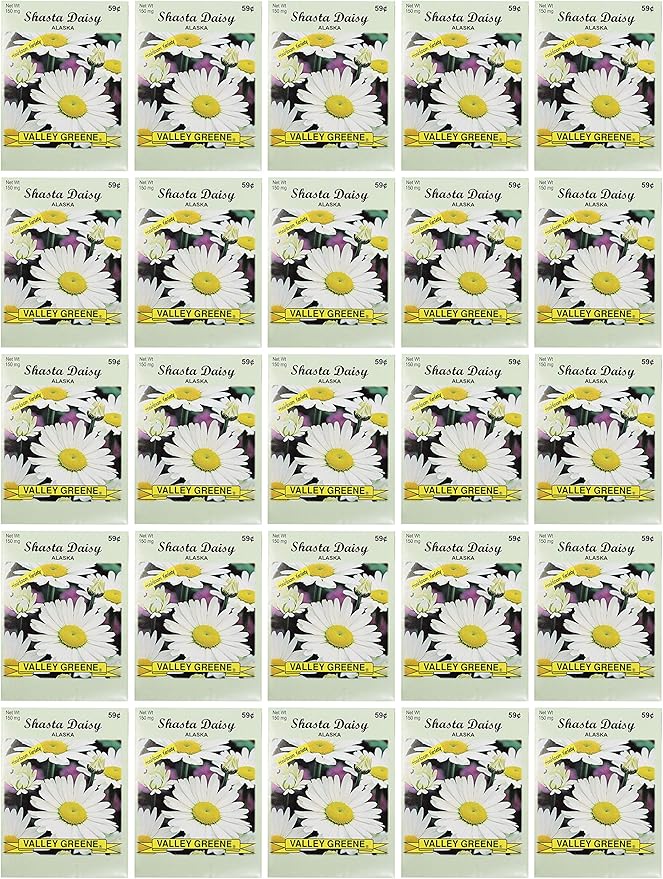 Black Duck Brand Set of 25 Shasta Daisy Flower Seed Packets! Flower Seeds in Bulk - Great for Creating The Garden of Your Dreams! (25, Shasta Daisy - Alaska)