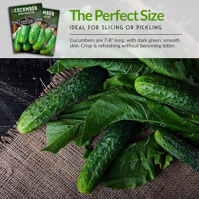 2 Packs Spacemaster Cucumber Seed for Planting - Seed Packet with Instructions to Grow Container Friendly Cucumbers in Your Home Vegetable Garden - Non-GMO Heirloom Variety - Survival Garden Seeds