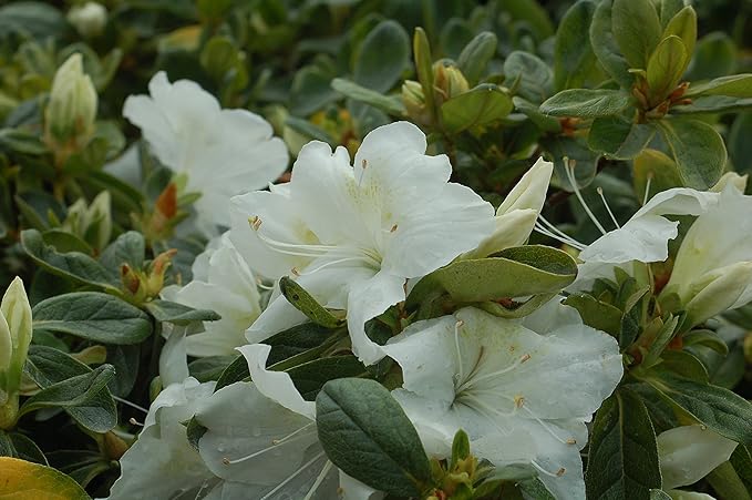 Azalea 'Delaware Valley White' (Azalea) Shrub, white flowers, #2 - Size Container