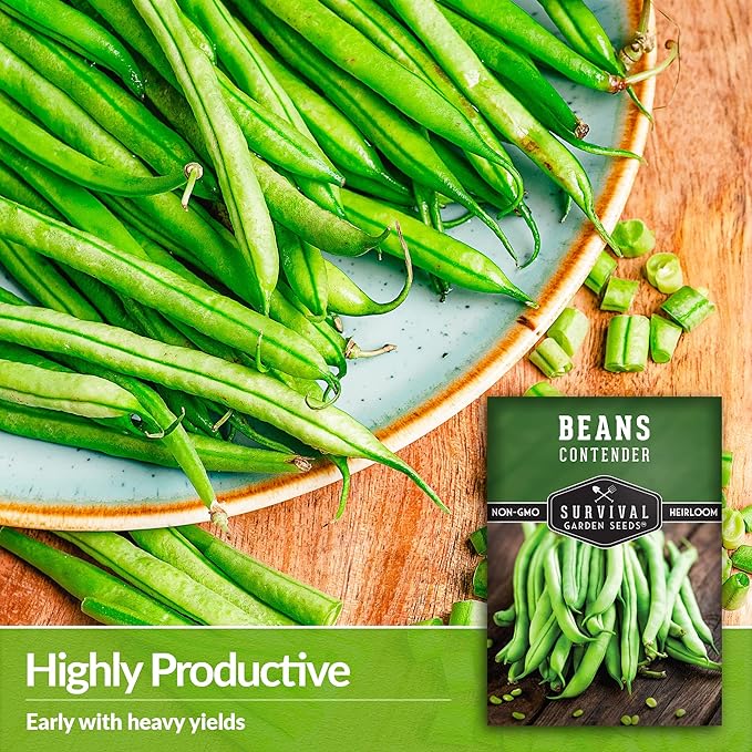2 Packs Contender Bush Bean Seed for Planting with Instructions to Grow Delicious & Stringless Green Beans in Your Home Vegetable Garden - Non-GMO Heirloom - Survival Garden Seeds