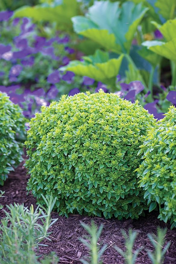 Burpee 67105A Boxwood Basil Seeds