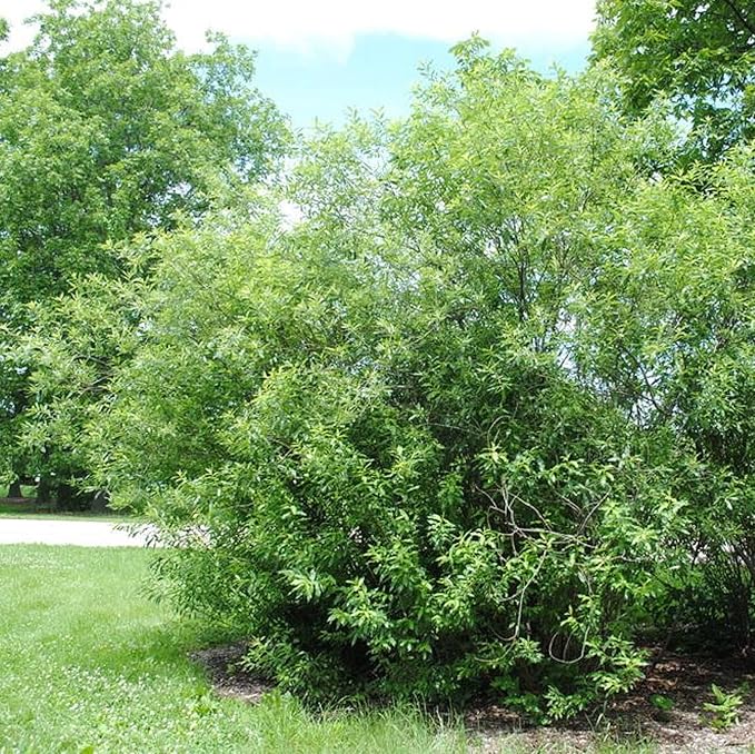 CHUXAY GARDEN 10 Seeds Bayberry Plant,Wax Myrtle Dense Deciduous Shrub Rare Striking Landscaping Plant