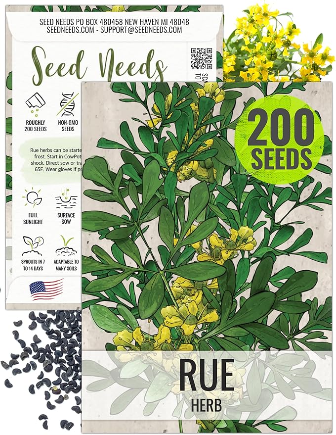 Seed Needs Rue Seeds for Planting - Non-GMO, Heirloom & Untreated Perennial Herbs - Organically Grow a Home Grown Medicinal Herb Garden Indoors or Outdoors (1 Pack)