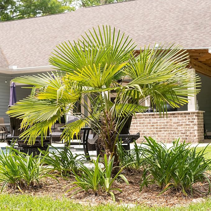 Windmill Palm in 3 Gal. Grower's Pot | Cold Hardy Tropical Tree | Low Maintenance | Drought Tolerant