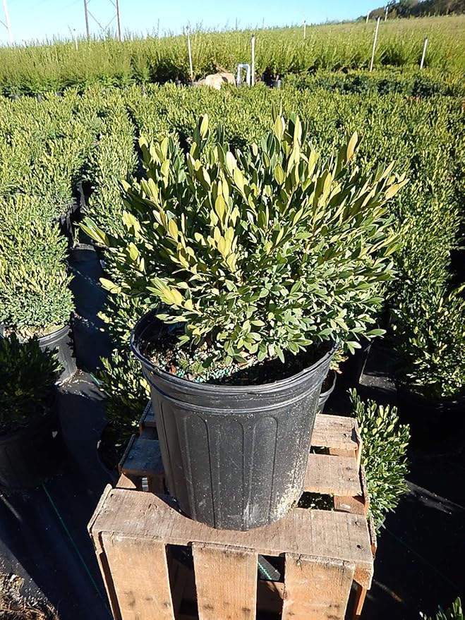 Buxus micro. jap. 'Green Gem' (Boxwood) Evergreen, #2 - Size Container