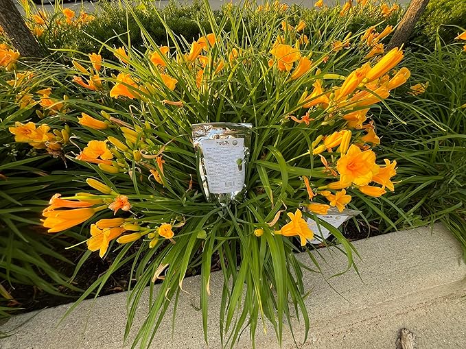 Water Storing Crystal Soil Additive Commercial Grade (20)