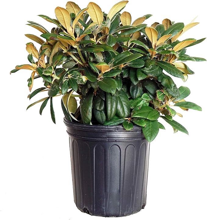 Rhododendron yak. 'Princess' (Rhododendron) Evergreen, light pink flowers that ages to white, #2 - Size Container