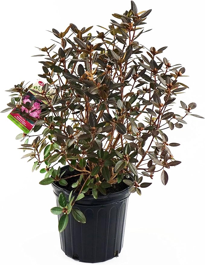 Green Promise Farms RHXPJE02 RHXPJE Live Plant, Rhododendron X PJM Elite Evergreen Lavender Flowers, 2 Gallon