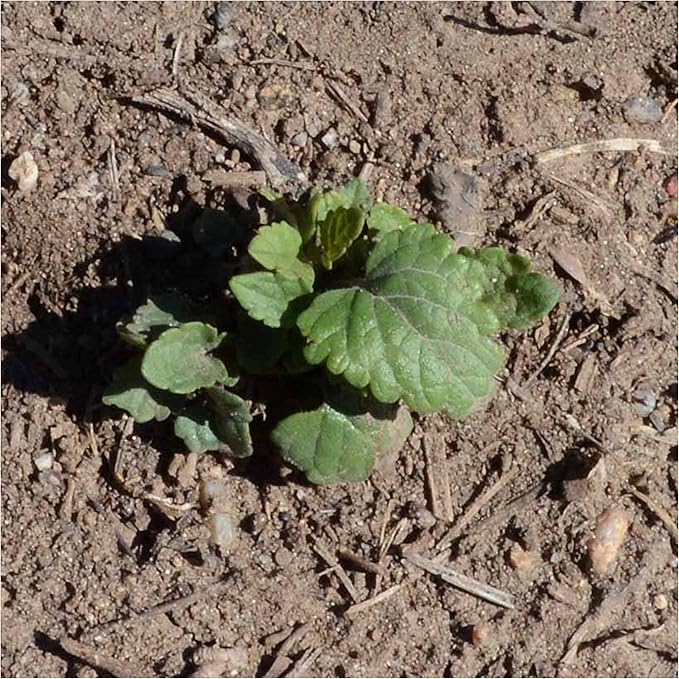 Seed Needs Anise Hyssop Seeds for Planting - Non-GMO, Heirloom & Untreated - Organically Grow a Medicinal/Culinary Herb Garden for Tea & Essential Oils (1 Pack)