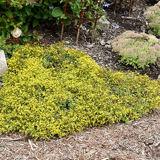 CHUXAY GARDEN Yellow Sedum Acre-Goldmoss Stonecrop,Mossy Stonecrop,Goldmoss Sedum,Biting Stonecrop,Wallpepper 500 Seeds for Planting Landscaping Rocks Overseed Existing Lawn Ornamental Garden Plants