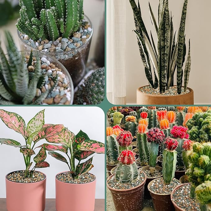 3lb Mix Rocks for Plants in Door -Mix Perlite,Maifanitum Stones,Zeolites Rocks for Bonsai Succulent Cactus Potting Soil and Vase Fillers, Fairy Gardening,Top Dressing