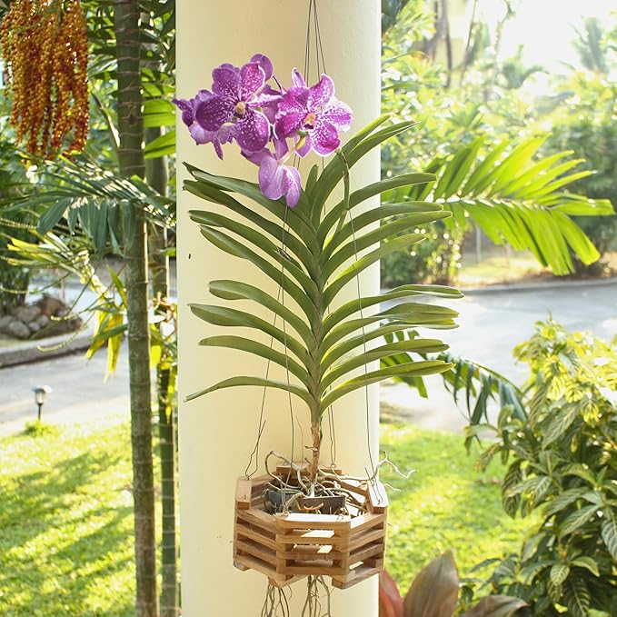3 Wooden Octagon Shaped Orchid Baskets with Hangers. Rustic Handmade Vanda Baskets, Hanging Boxes