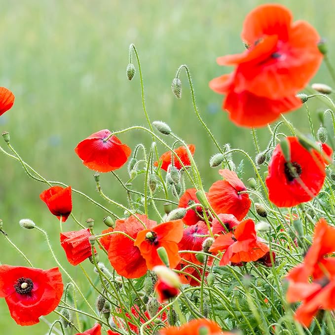 Bentley Classic Vintage Art Poppy Packets, Thinking of You Flanders Corn Seeds, Thoughtful Illustrated Flower Design, Eco-Friendly Hand Out, Sentimental Gift, 25 Pack