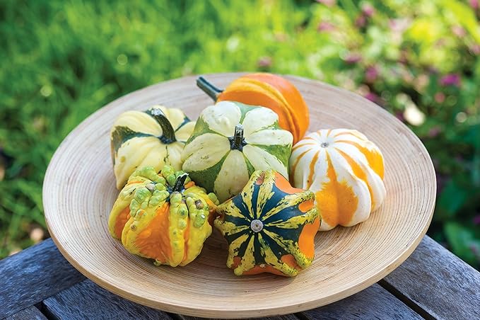 Burpee Daisy Gourd Gourd Seeds 30 seeds