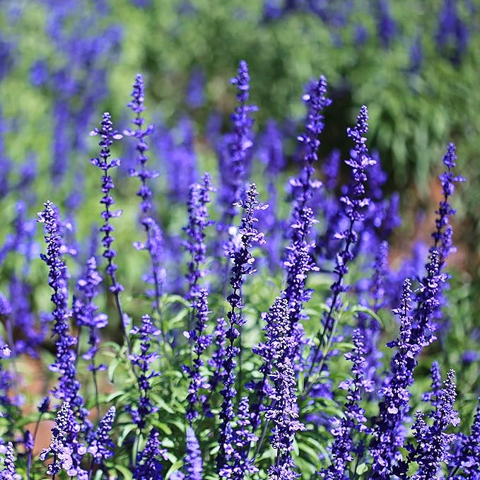 Outsidepride Blue Sage Seeds - 1/4 Lb. Perennial, Drought-Tolerant & Deer-Resistant Wildflower Seeds w/Fragrant Blooms for Pollinator Attractant for Butterfly & Hummingbird Gardens & Landscaping