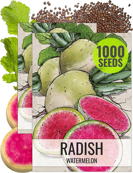 Seed Needs Watermelon Radish Seeds for Planting - Non-GMO, Heirloom & Untreated - Organically Grow a Home Grown Vegetable Garden - Cool Weather Crops (2 Packs)