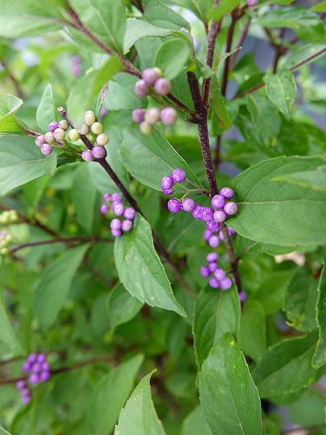 Callicarpa dich. 'Early Amethyst' (Beautyberry) Shrub, pink flowers, #3 - Size Container
