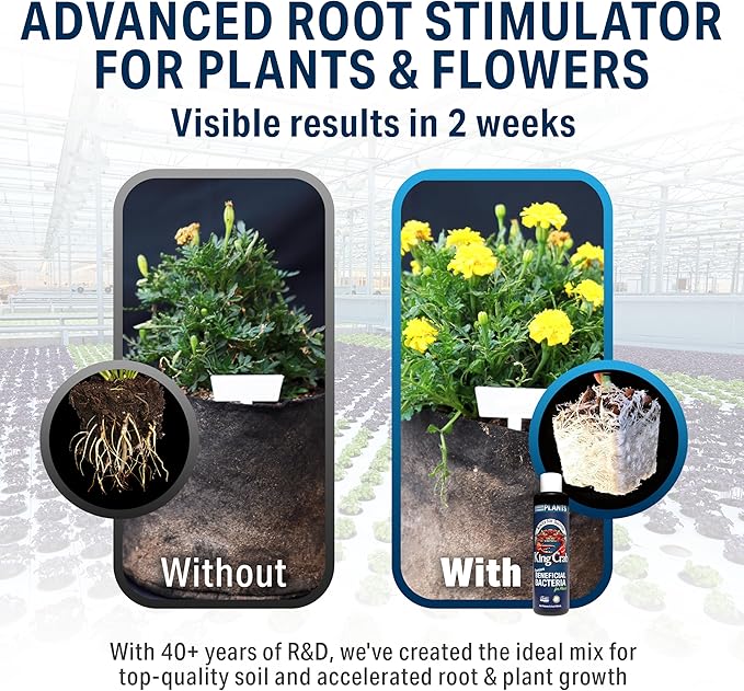 King Crab Root Stimulator for Plants, Ultra Concentrated OMRI Organic Bacteria, 275 Million Organisms per ml, Roses, Tomatoes, Houseplants, Soil Conditioner, Soil Activator, Soil Microbes