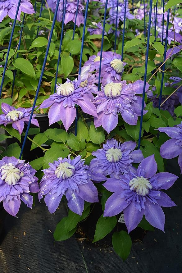Raymond Evison Clematis - Clematis Diamantina (Clematis) Perennial, purple double, 8`` - Size Container