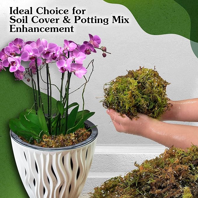 Natural Moss for Plants Indoor, Dried Moss for Potted Plants, Orchid Moss for Repotting, Forest Moss for Orchid Potting Mix, Decorative Moss Filler for Planters and Craft Moss (7oz)