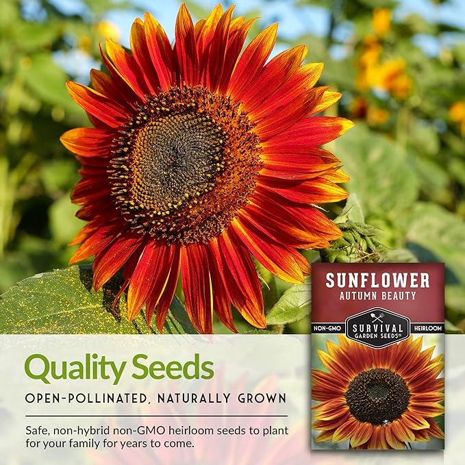 Survival Garden Seeds - Autumn Beauty Sunflower Seed for Planting - 5 Packs with Instructions to Plant and Grow Beautiful and Colorful Flowers in Your Home Vegetable Garden - Non-GMO Heirloom Variety