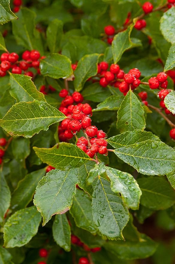 First Editions - Ilex verticillata Wildfire (Winterberry) Shrub, bright red fruit, #3 - Size Container