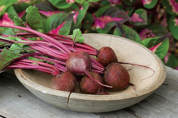 Burpee Detroit Dark Red Medium Top Beet Seed Tape 45 per tape