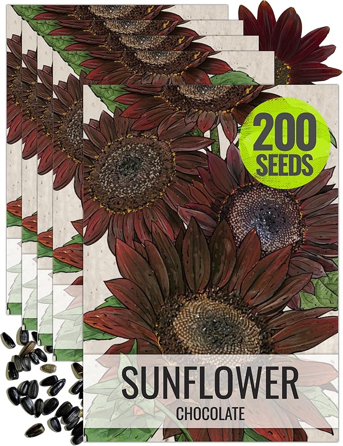 Seed Needs, Chocolate Sunflower Seeds - 40 Heirloom Seeds for Planting Helianthus annuus - Annual Flowers to Plant Outdoors, Attracts Bumblebees and Butterflies, Great as a Cut Flower (5 Packs)