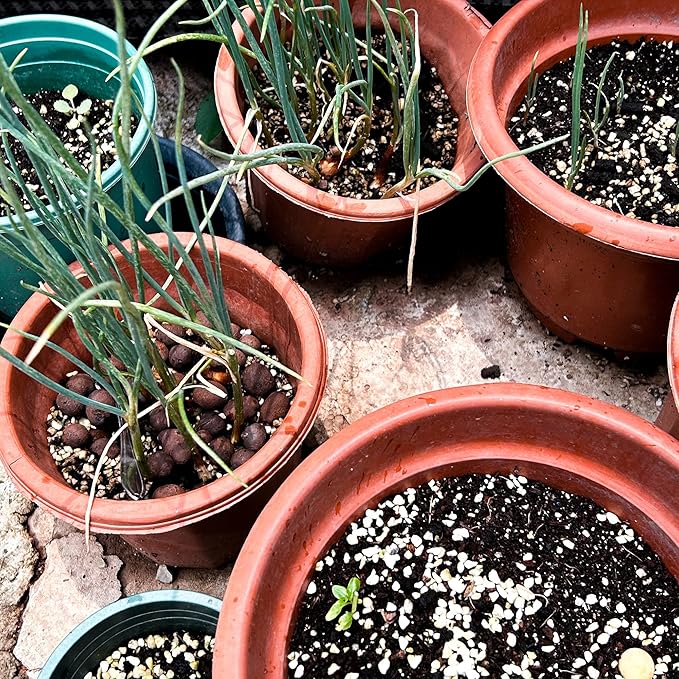 29 Quarts Perlite for Plant Soil - Amendment for Potting Soil, Improves Drainage and Aeration for Soil,Better for Root Growth…