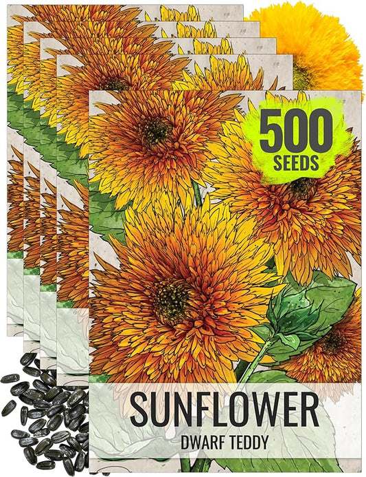 Seed Needs, Dwarf Teddy Sunflower Seeds - 100 Heirloom Seeds for Planting Helianthus annuus - Double Petaled Blooms, Attracts Pollinators/Butterflies (5 Packs)