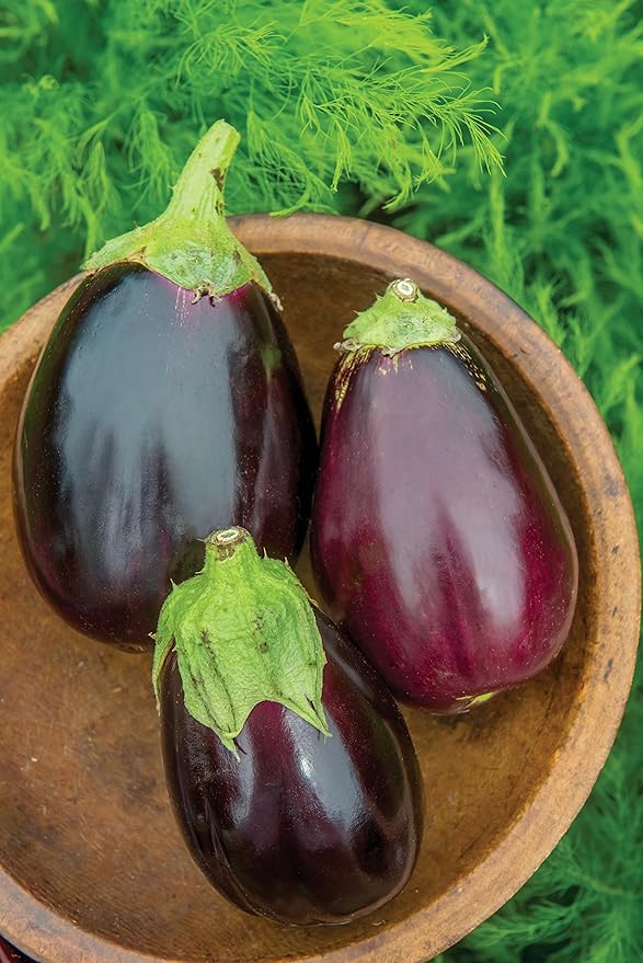 Burpee Black Beauty (Organic) (Heirloom) Eggplant Seeds 50 seeds