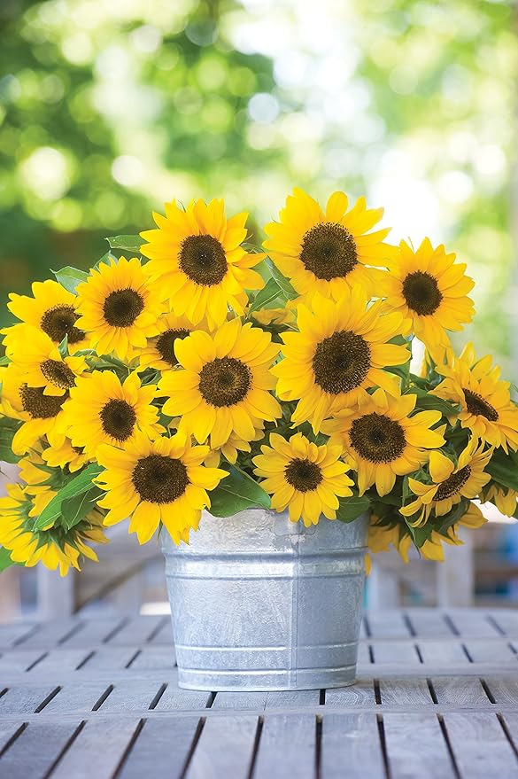 Burpee Sunny Bunch Sunflower Seeds 25 seeds