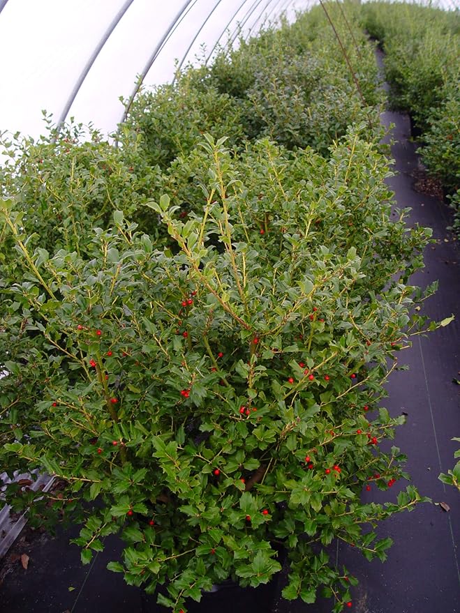 Ilex X meserveae 'China Girl' (Holly) Evergreen, 2 - Size Container