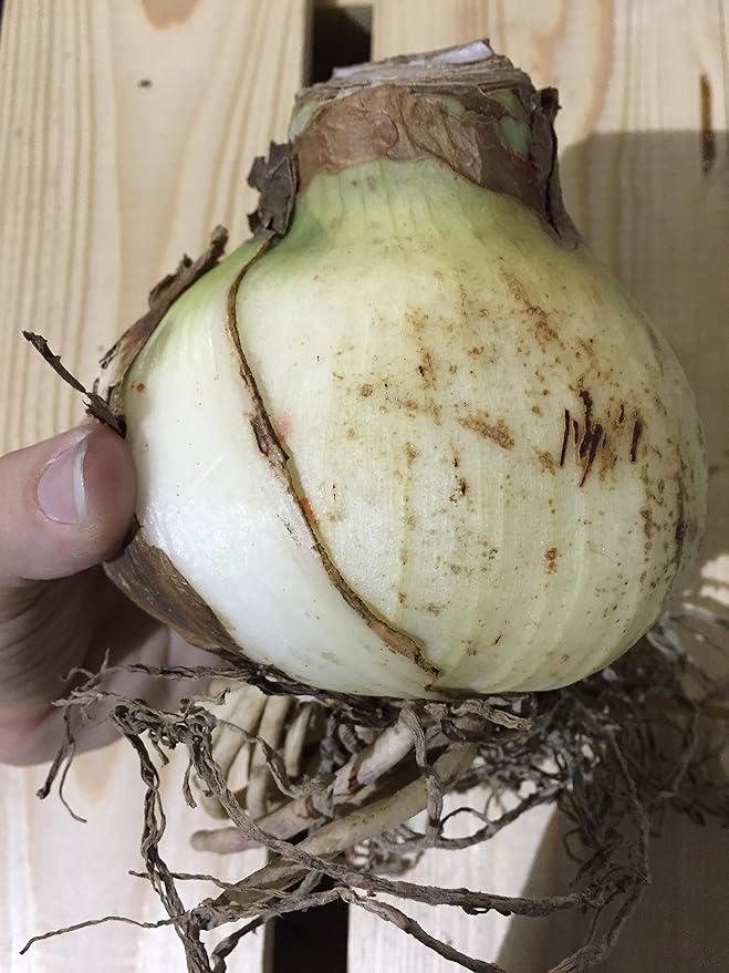 Amaryllis Apple Blossom Huge Bulb 28-36cm! Great Holiday Gift! Easy Grow Bulbs!