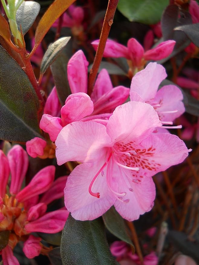 Rhododendron 'Aglo' (Rhododendron) Evergreen, pink flowers, #2 - Size Container
