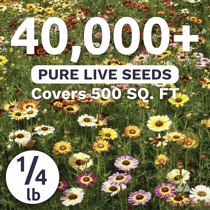 Painted Daisy - Bulk 1/4 Pound Pouch - 40,000 Flower Seeds for Planting - Tanacetum coccineum