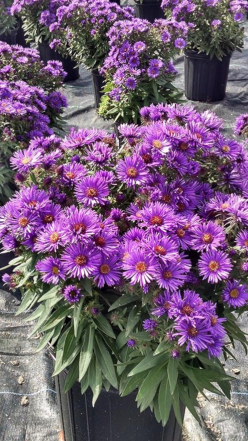 Aster novae-angliae 'Purple Dome' (New England Aster) Perennial, purple flowers, #2 - Size Container