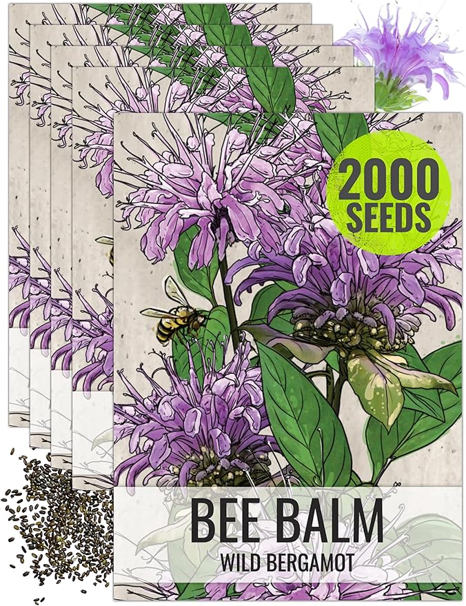 Seed Needs, Wild Bergamot Bee Balm Seeds - 400 Heirloom Seeds for Planting Monarda fistulosa - Attracts Honeybees, Bumblebees, Butterflies & Other Pollinators (5 Packs)