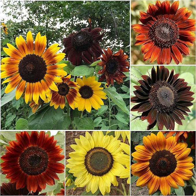 Seed Needs, Sunset Blend Sunflower Seeds - 150 Heirloom Seeds for Planting Helianthus annuus - Annual Flower to Grow a Butterfly Garden & Attract Pollinators, Makes a Great Cut Flower (Small Pack)