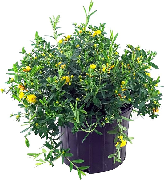 Hypericum frondosum 'Sunburst' (St. Johns Wort) Shrub, yellow flowers, #3 - Size Container