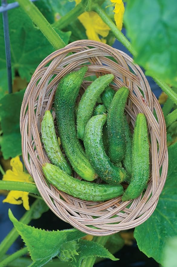 Burpee Parisian Cucumber Seeds 30 seeds