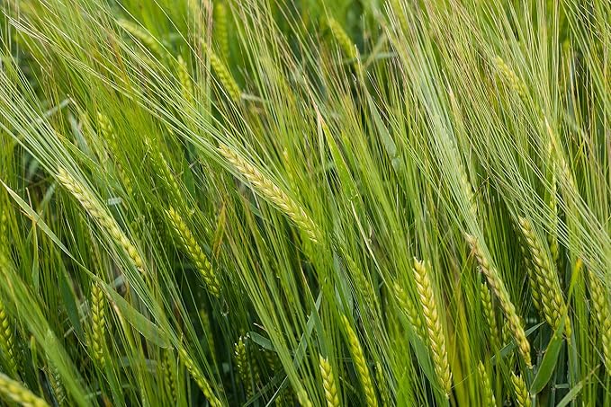 All Good Things Organic Great Grains Seed Collection - 4 Packets - Barley, Oat, Wheat, Rye Pack of 600 Heirloom Seeds For Planting Vegetables, Gardening Supplies, Grain, Grass - Non-GMO, From USA