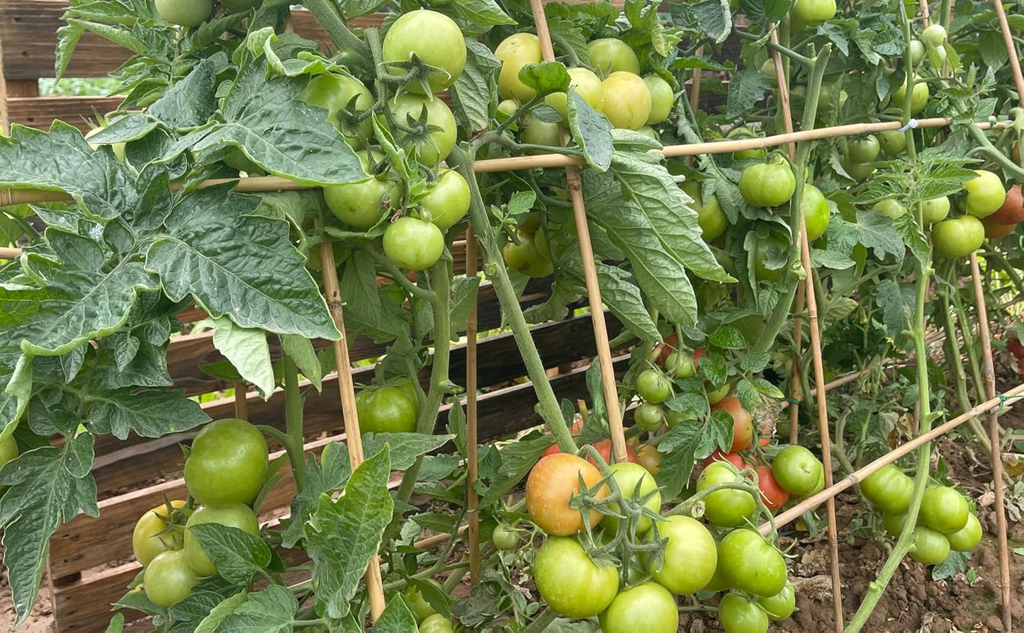 Plant Bamboo Post,4Feet,Bamboo Garden Stakes,50PcsBamboo Stakes,for Tomato,Beans,Vegetable and Flowers, Potted Plants,Indoor and Outdoor Climbing Plants