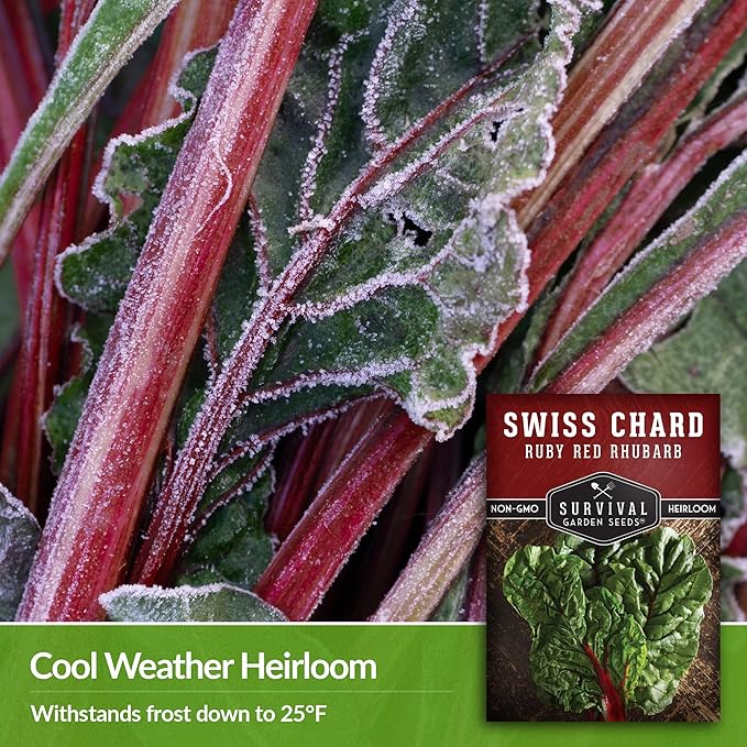 Survival Garden Seeds - Ruby Red Rhubarb Swiss Chard Seed for Planting - 5 Packs with Instructions to Plant and Grow Delicious Leafy Greens in Your Home Vegetable Garden - Non-GMO Heirloom Variety