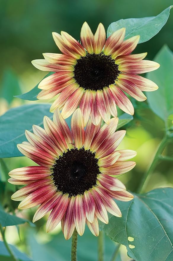 Burpee Strawberry Blonde Sunflower Seeds 30 seeds