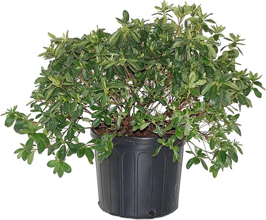 Azalea 'Delaware Valley White' (Azalea) Shrub, white flowers, #3 - Size Container