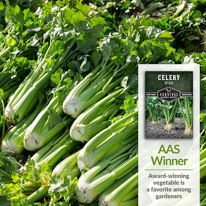 Utah Celery Seed for Planting - 2 Packets with Instructions to Plant & Grow Delicious Celery Plants in Your Home Vegetable Garden - Tender Crisp Non-GMO Heirloom Variety - Survival Garden Seeds