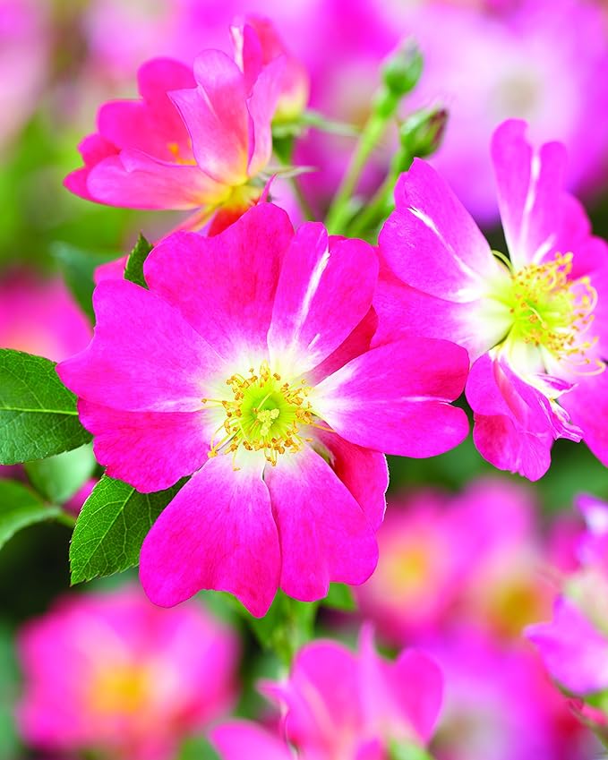 Perfect Plants Pink Drift Rose 1 Gallon, Live Plant Includes Special Blend Fertilizer & Planting Guide