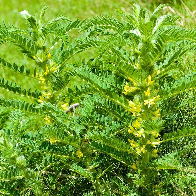 Outsidepride 100 Seeds Perennial Astragalus Milk Vetch Herb Garden Seeds for Planting